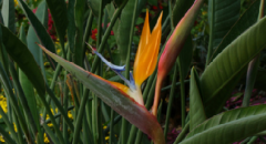 Bird of paradise